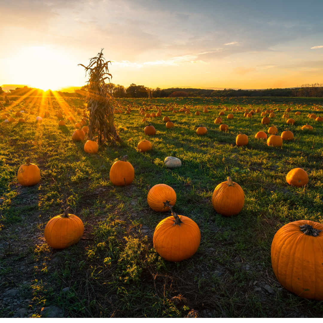 The Best Pumpkin Spice Fall Essential Oil Blend