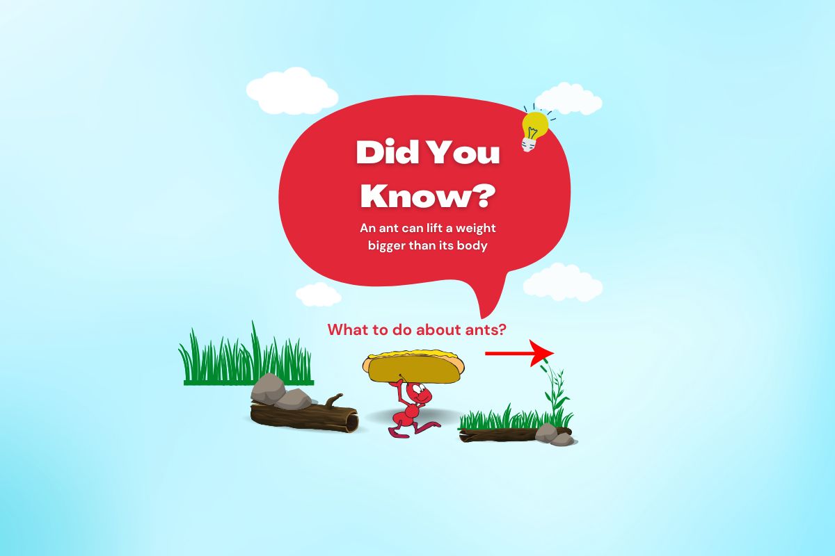 Natural Ant Control with Essential Oils: A Safer, Scented Solution