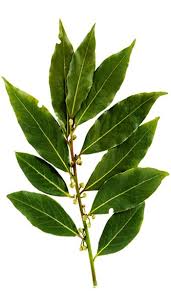 Laurel Leaf ( Bay Laurel ) Essential Oil