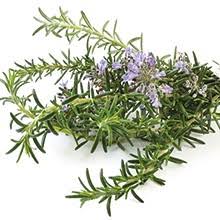 Rosemary Verbenon Essential Oil