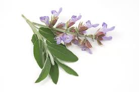 Sage Essential Oil
