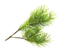 Woodsy Essential Oils