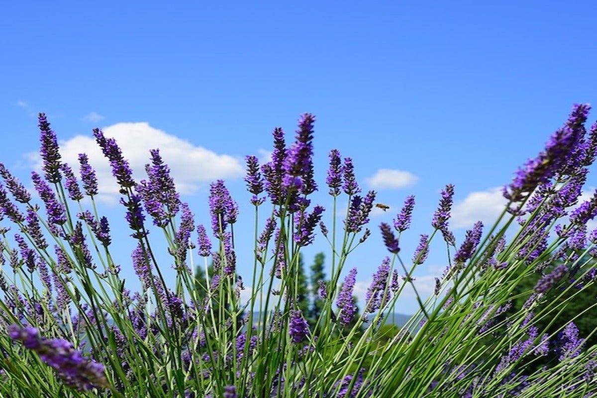 THE LAVENDER HARVEST EVENT STARTS NOW AROMATHERAPY ESSENTIAL OILS