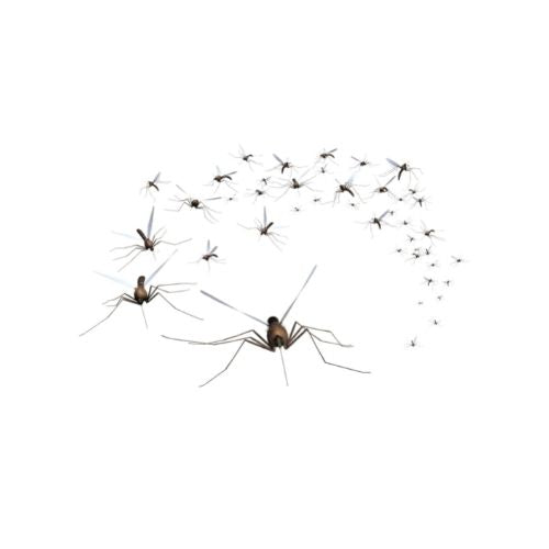 Bon't Bug Me 3% Essential Oil Blend in Jojoba